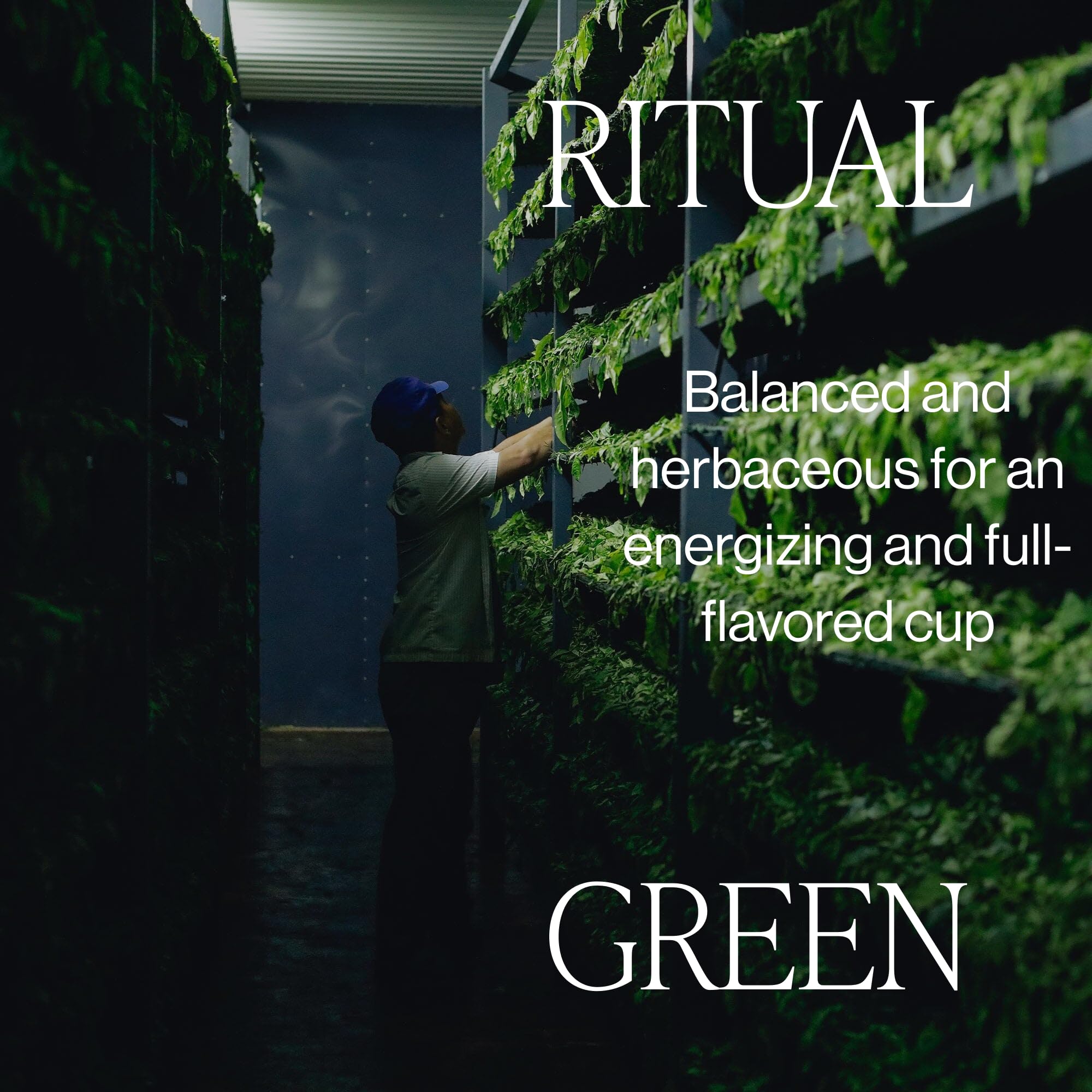 Rishi Tea Ritual Green Tea - Organic Loose Leaf Tea, Energizing & Caffeinated - 4 Ounces, 16+ Servings