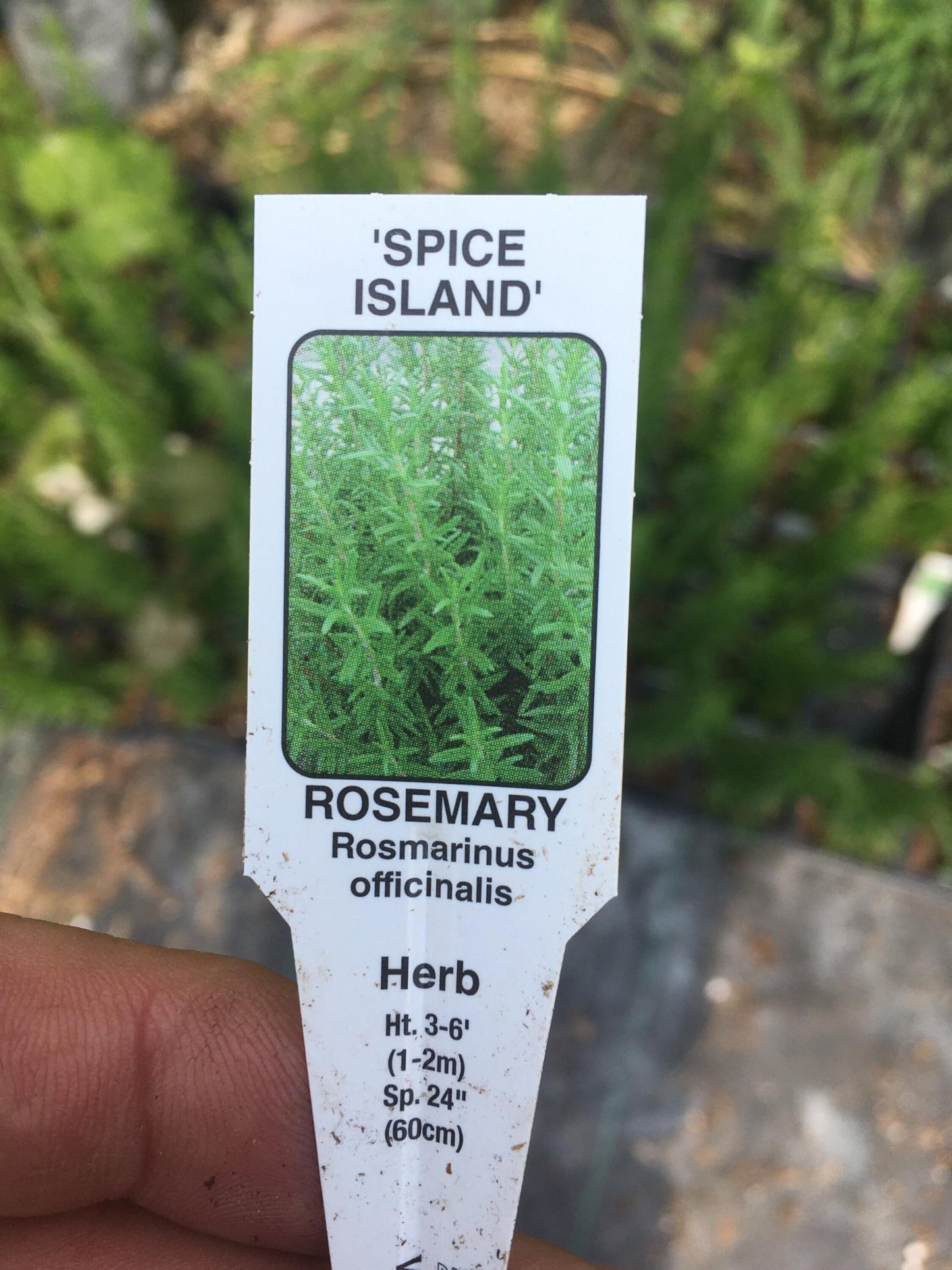 Rosemary Plants Spice Island in 4 inch Cups (5 Count)