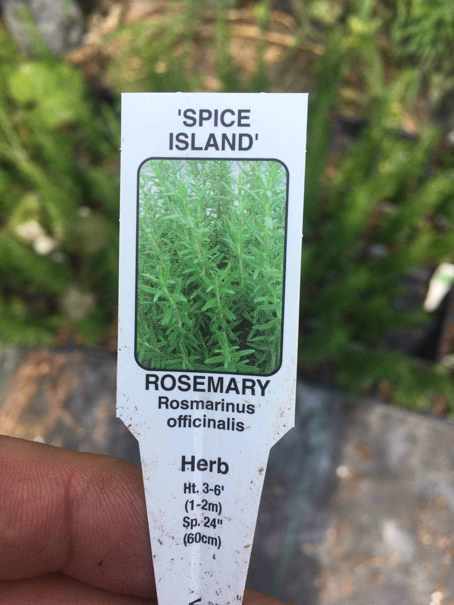 Rosemary Plants Spice Island in 4 inch Cups (5 Count)