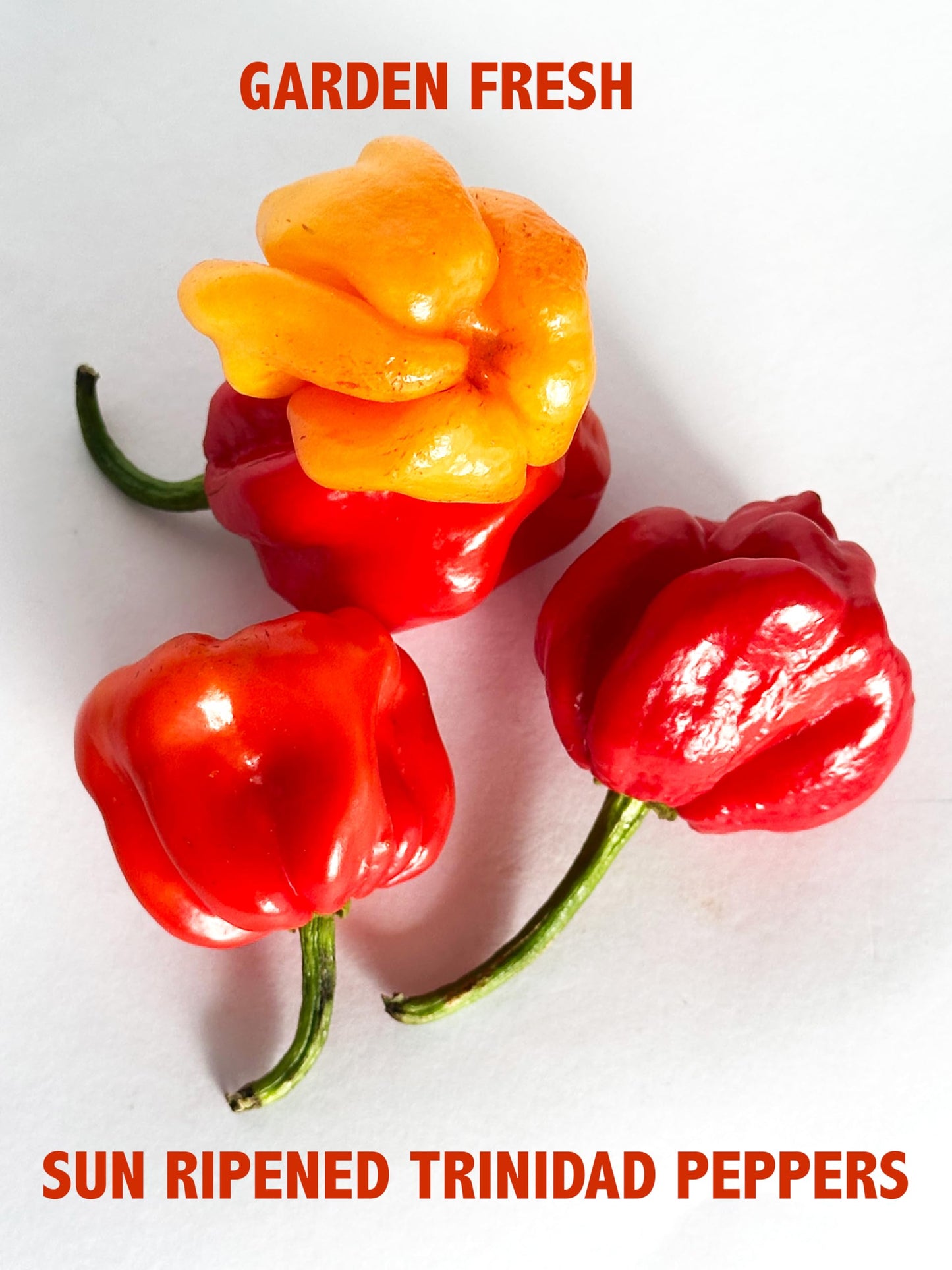 Bertie's Original Pepper Sauce (17 Oz/500ml) | Great Flavour And Heat | Made With Fresh Trinidad Moruga Red And Scotch Bonnet Yellow Peppers | Tastes