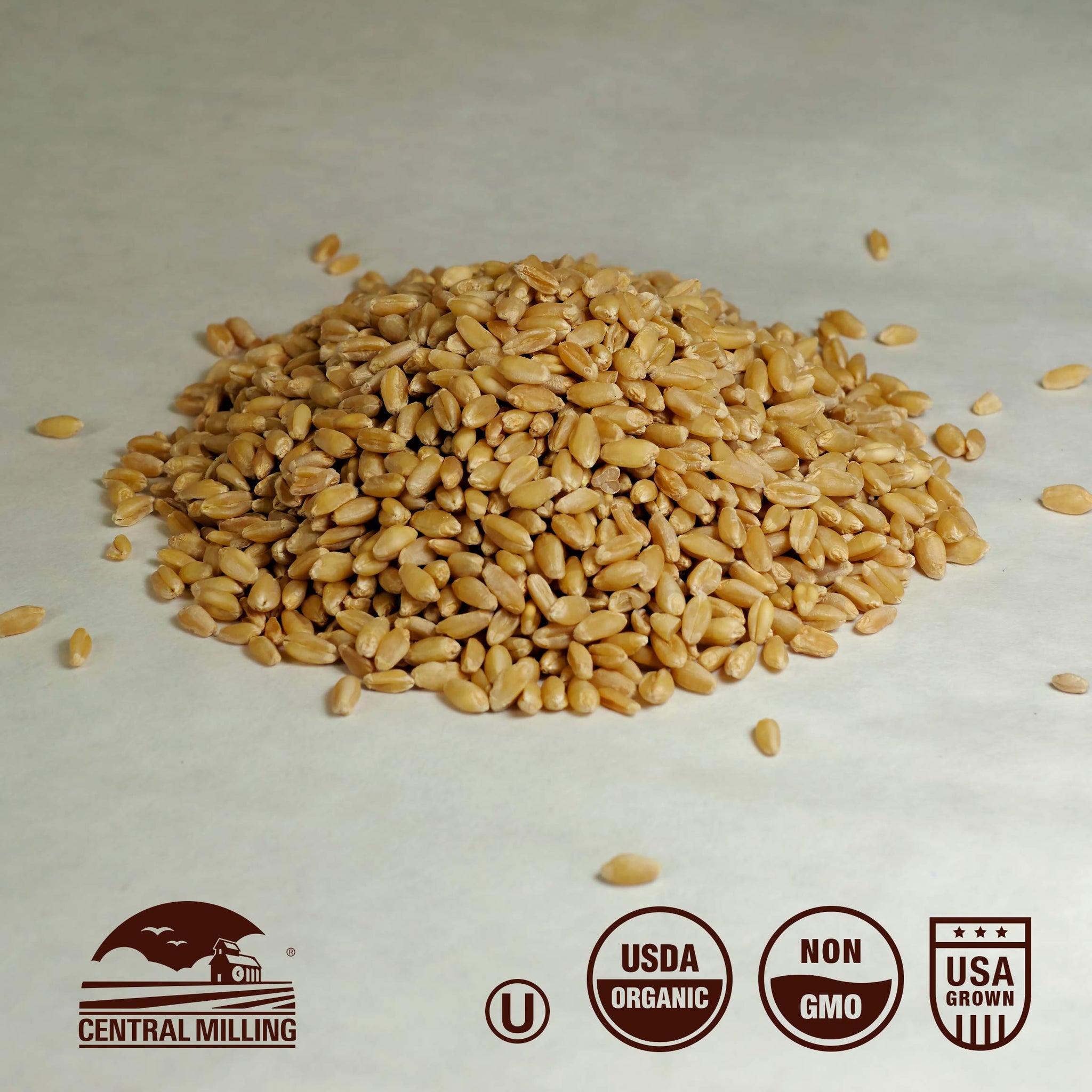100% Organic Hard White Wheat Berries - 25 lbs