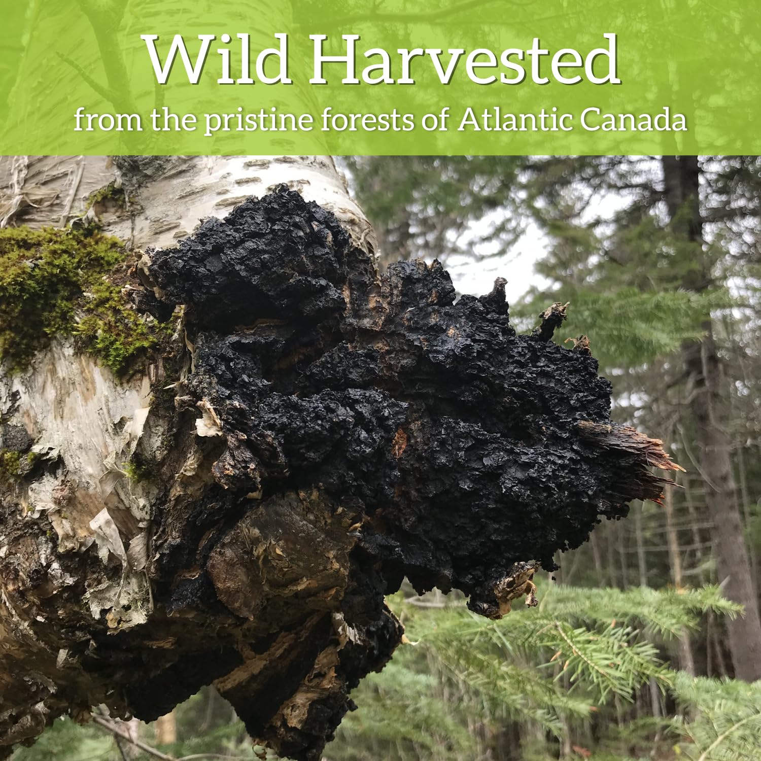 Chaga Tea Bags by My Berry | 100% Canadian Wild-Harvested- NEVER Siberian | 100% Additive-Free Caffeine-Free Herbal Tea | 25 Bleach-Free Bags