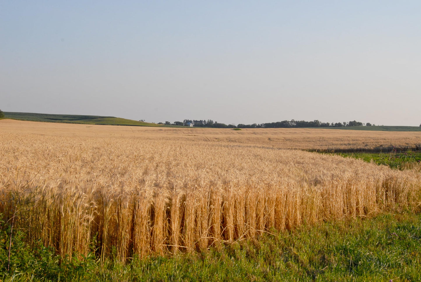 Early Morning Harvest Organic General Purpose Flour - Made from Non-GMO Whole Wheat - Stone Ground All Purpose Flour for Baking and Cooking, Whole