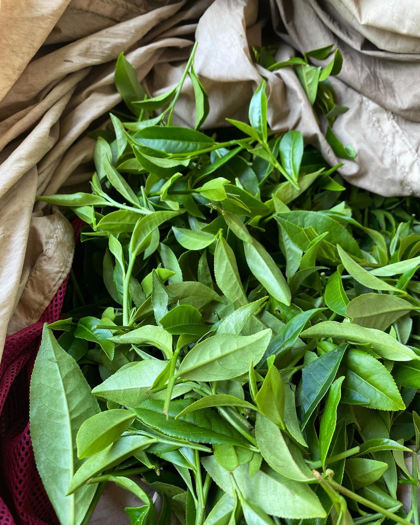 Arroyo Kitchen by Little Jasmine, Non-GMO Rose Oolong Tea Bag, 4 Gr of Premium Taiwanese Whole Tea Leaves and Flowers per Bag, PLA Tea Bag, Brew Hot