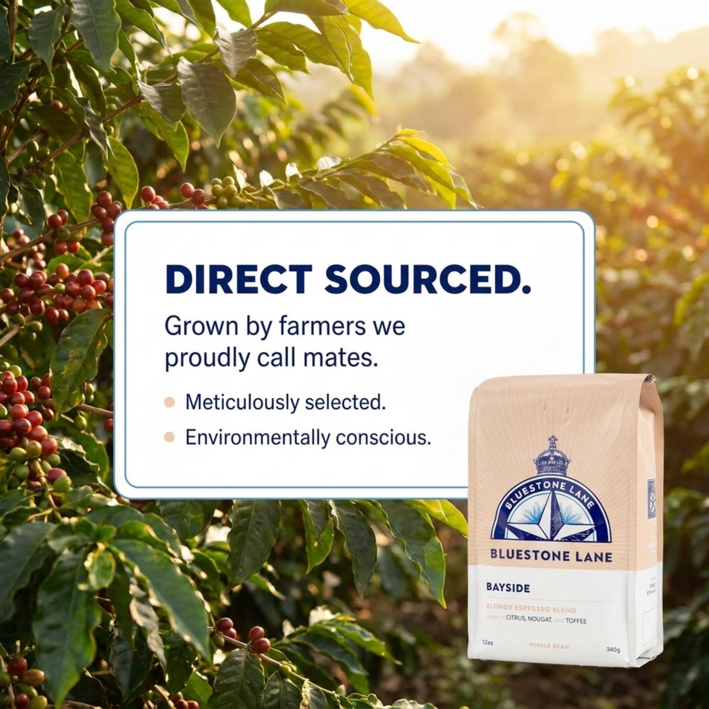 Bluestone Lane Coffee Beans, Bayside Blonde Light Roast, Whole Bean, 12 Ounce Bag
