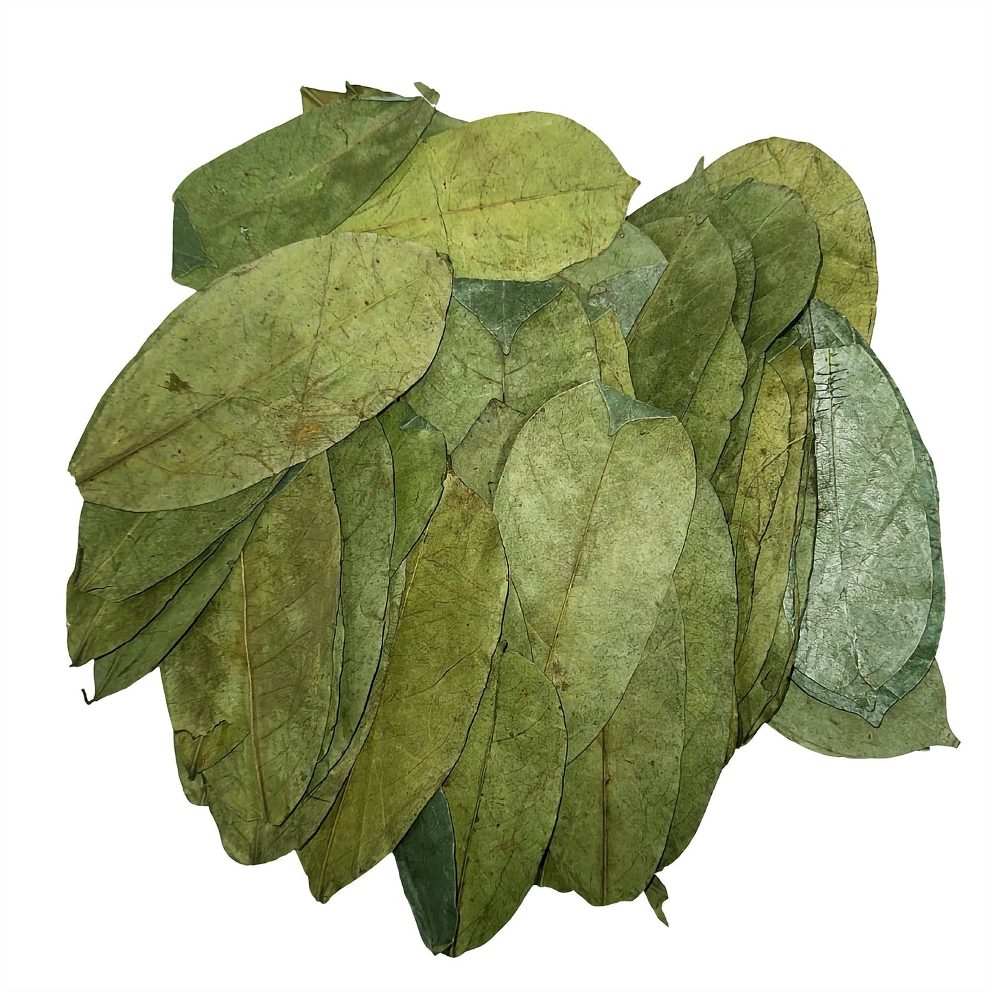 East Java® Freshly Dried Soursop Leaves (Annona Muricata) 400 Leaves