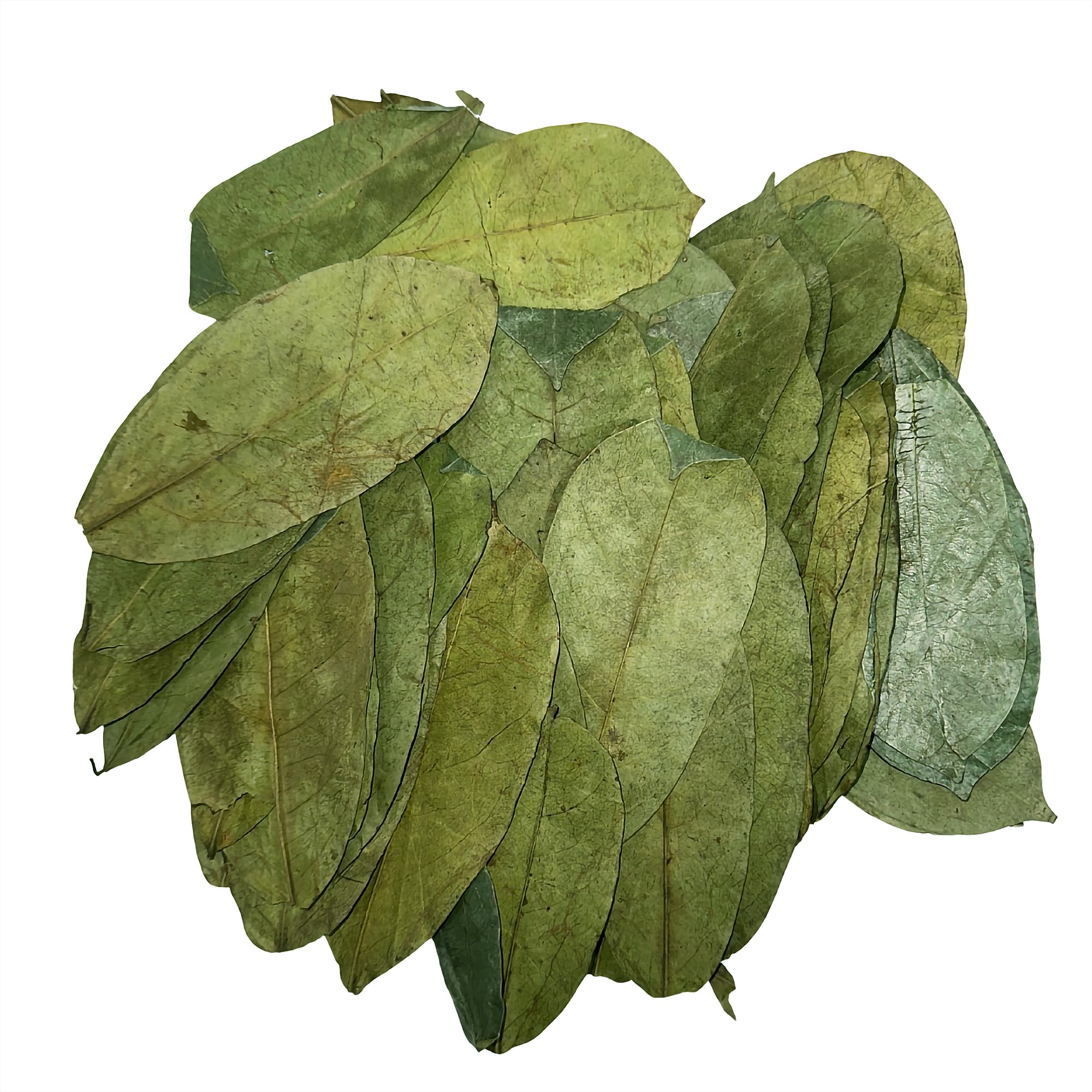 East Java® Freshly Dried Soursop Leaves (Annona Muricata) 400 Leaves