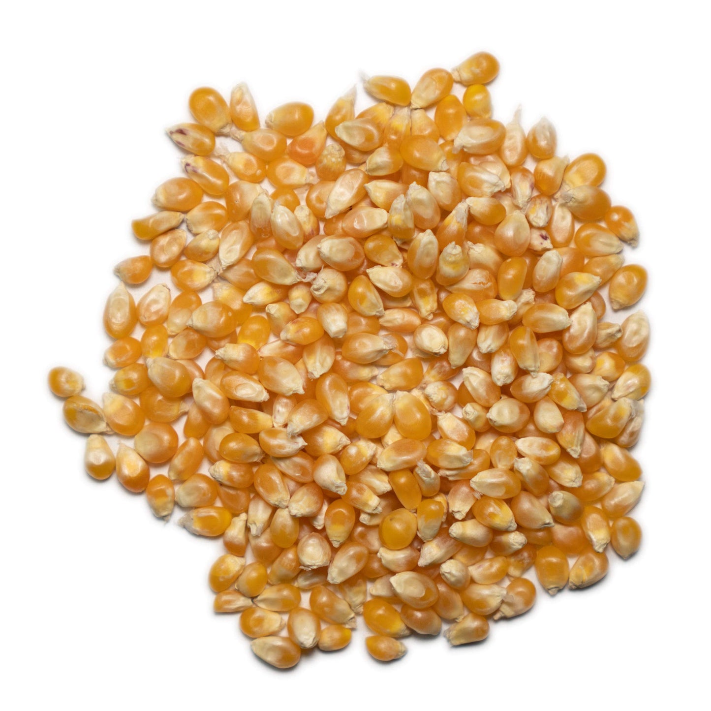 1000 Springs Mill Dry Popcorn Kernels - Non-GMO, Healthy Snack for Microwave or Stovetop - Bulk Organic Popcorn Kernels with Resealable Bag - Enjoy