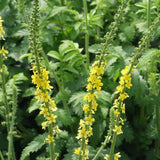 Jovvily Agrimony Herb - 4 oz - Cut & Sifted - Herbal Tea - Non-GMO