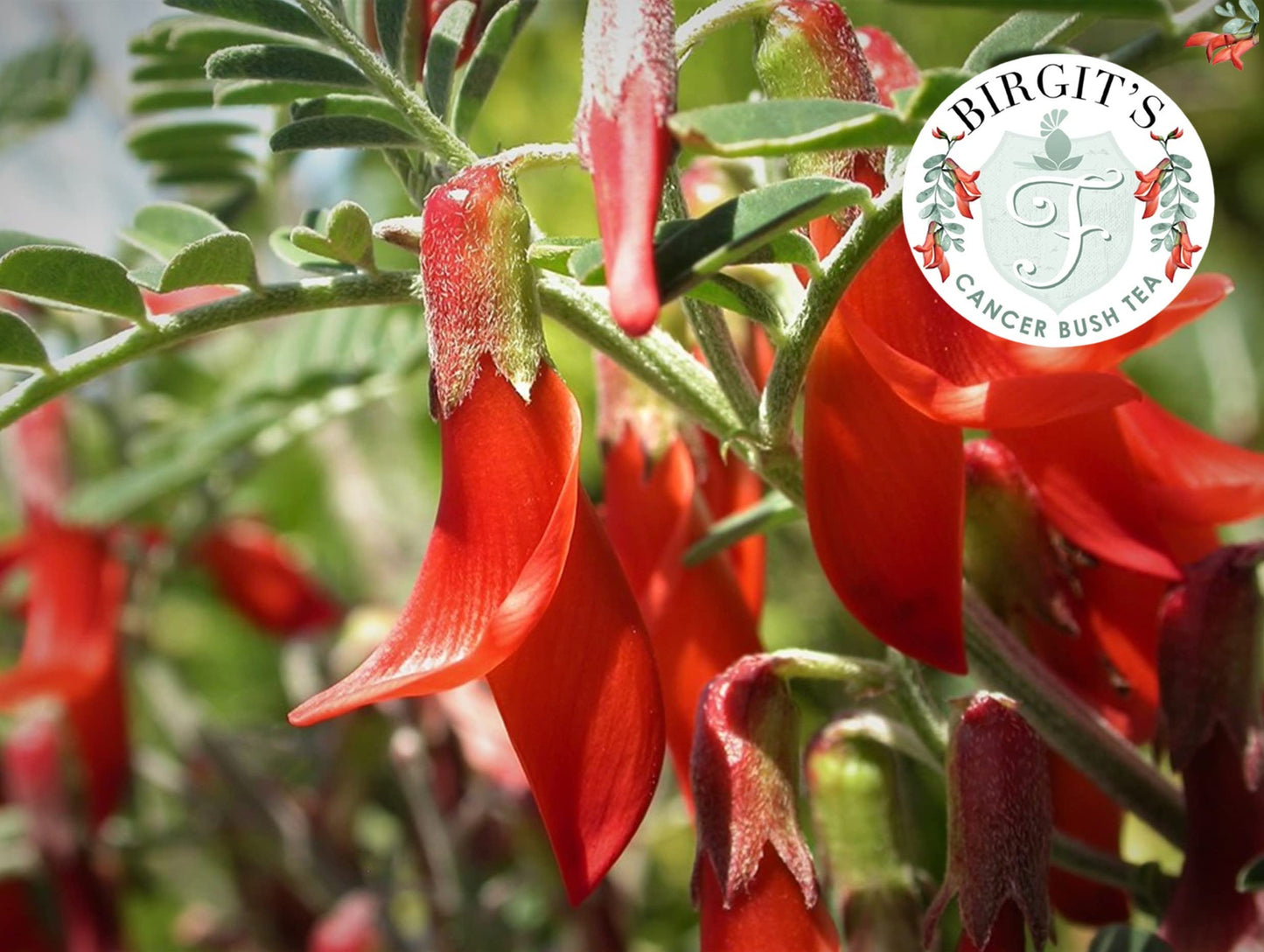 BIRGIT'S Cancer Bush Tea (Sutherlandia Frutescens)