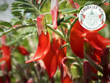BIRGIT'S Cancer Bush Tea (Sutherlandia Frutescens)