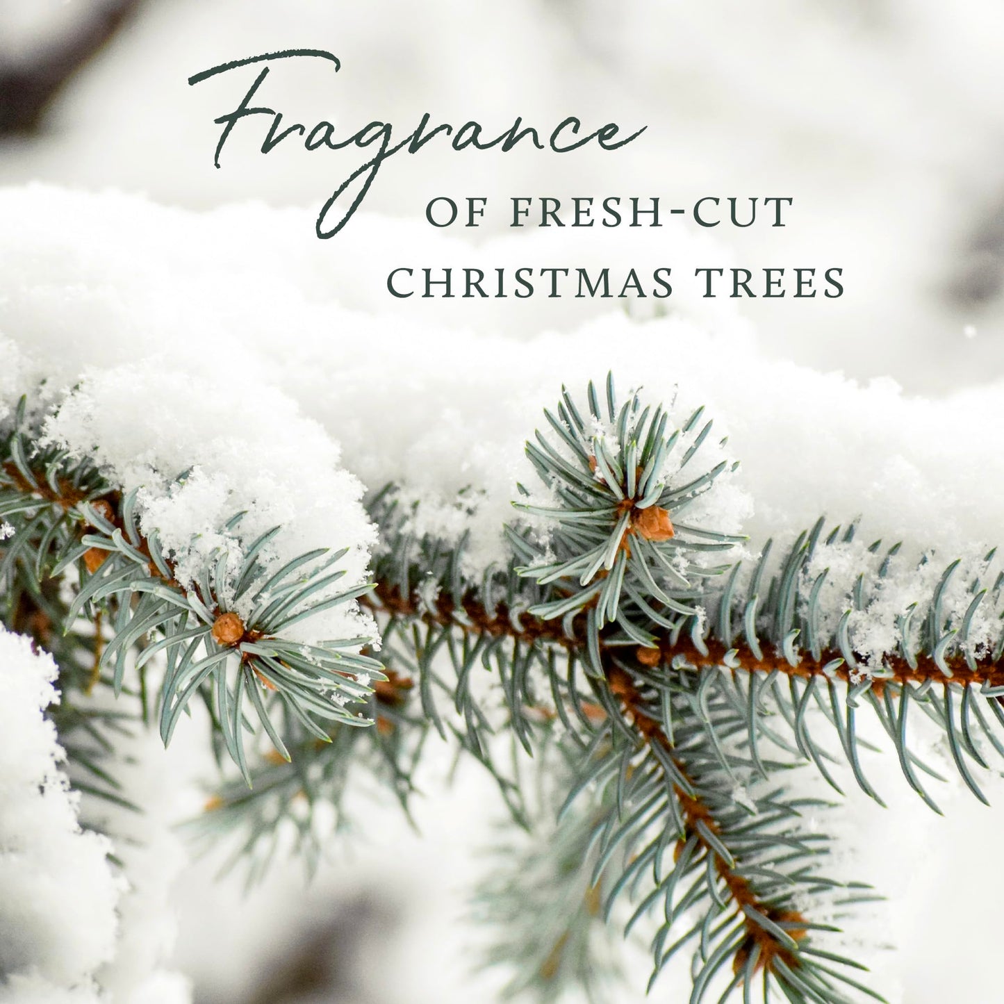 Thymes Frasier Fir All-Purpose Cleaner - Biodegradable Cleaner with Natural Essential Oils - Household Spray for Cleaning Bathrooms, Kitchens