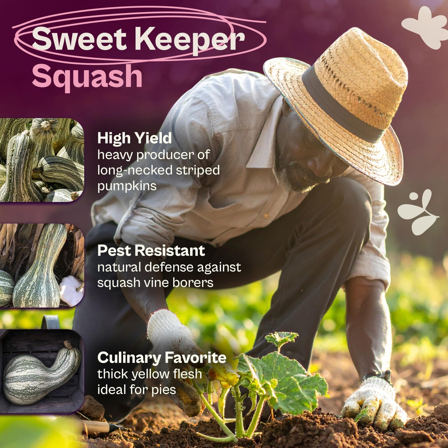 SVI 35 Cushaw Green Striped Pumpkin Seeds (Cucurbita mixta) - Cushaw Squash, Non GMO Winter Squash Seed Packets - Heirloom Vegetable Seeds
