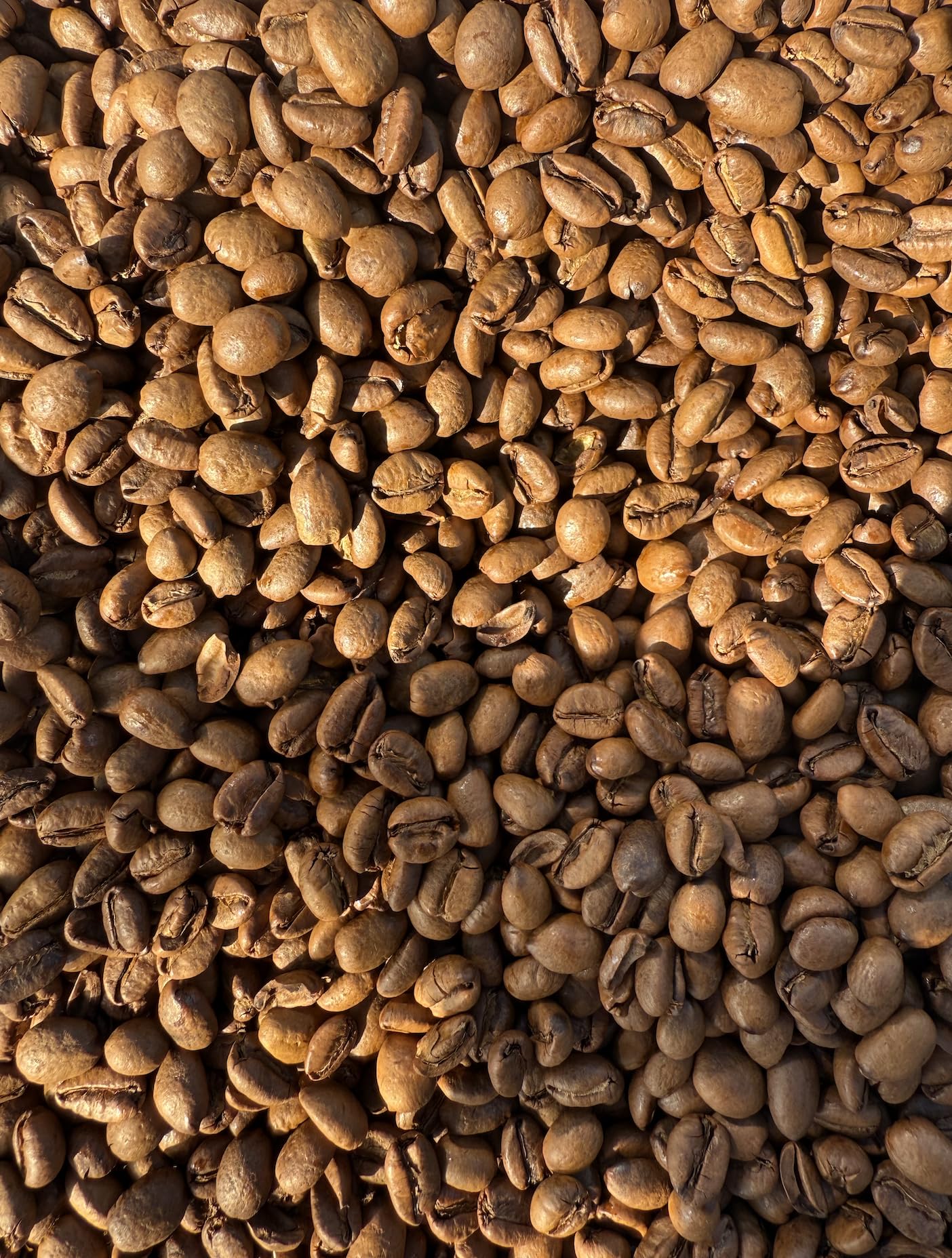Excelsa Coffee Rare Species Low Acid Smooth Daily Coffee Whole Bean Medium Roast 12 oz