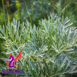 Alebrixes | Wormwood Herbal Loose Tea (4oz) | Premium Quality Whole Dried Wormwood Tea | Te De Ajenjo - Artemisia Absinthium | Wildcrafted