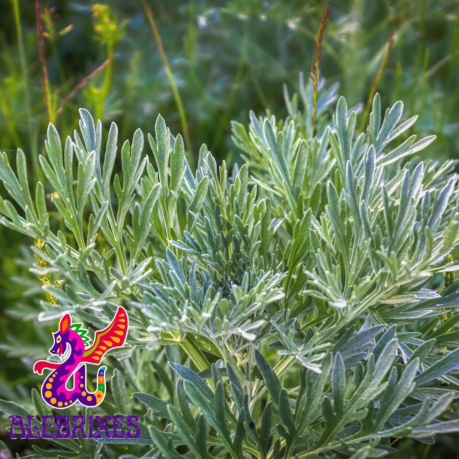 Alebrixes | Wormwood Herbal Loose Tea (4oz) | Premium Quality Whole Dried Wormwood Tea | Te De Ajenjo - Artemisia Absinthium | Wildcrafted