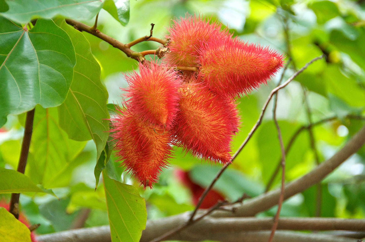 Ground Annatto Seed Powder Bulk Bag 3 Pounds-The Most Powerful Source of Tocotrienols