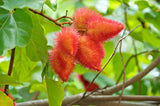Ground Annatto Seed Powder Bulk Bag 3 Pounds-The Most Powerful Source of Tocotrienols