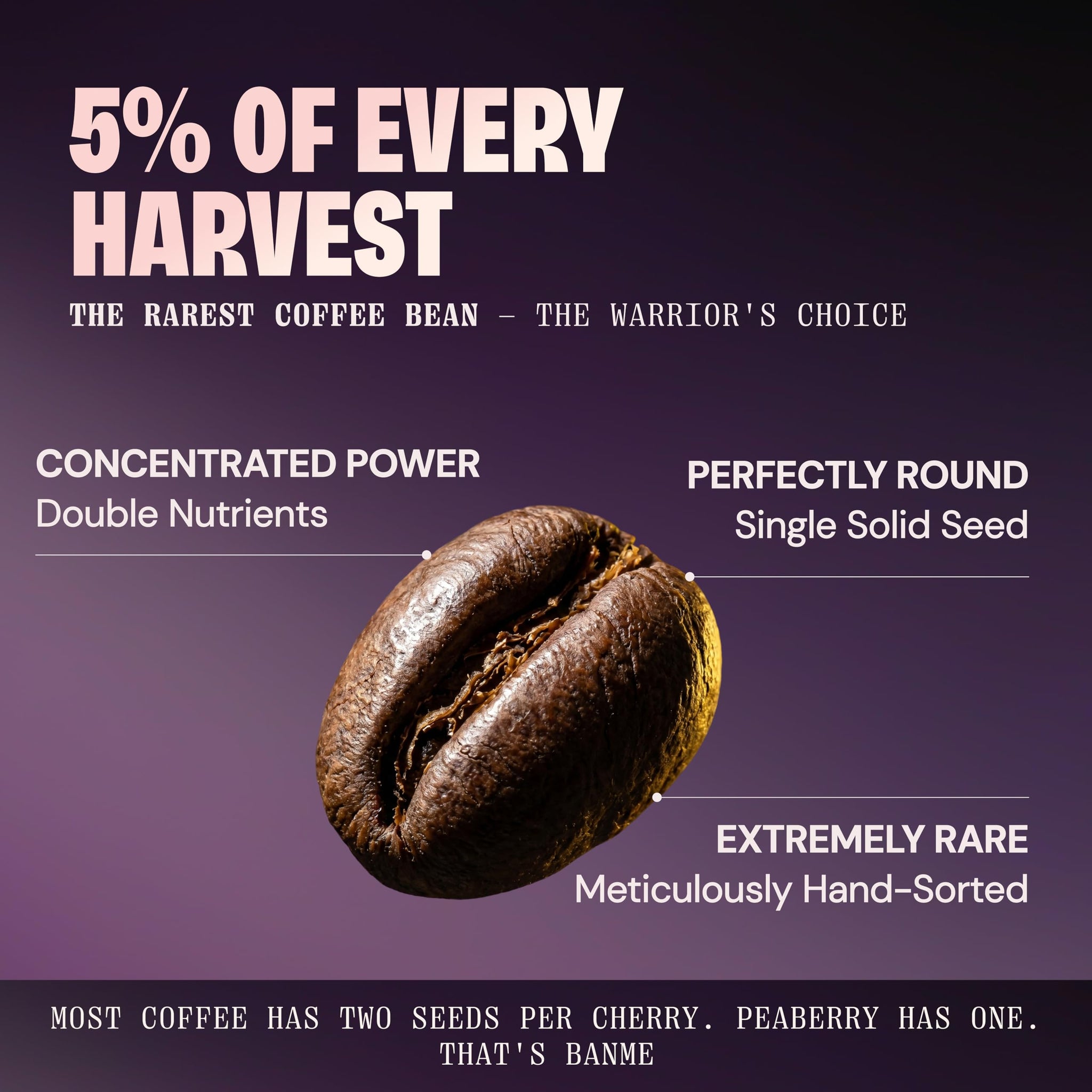 Cafely BanMe - Rare Peaberry Robusta Whole Bean Vietnamese Coffee - Dark Roast, High Caffeine (Rich & Intense), Thick Crema, Low Acid, Single Origin