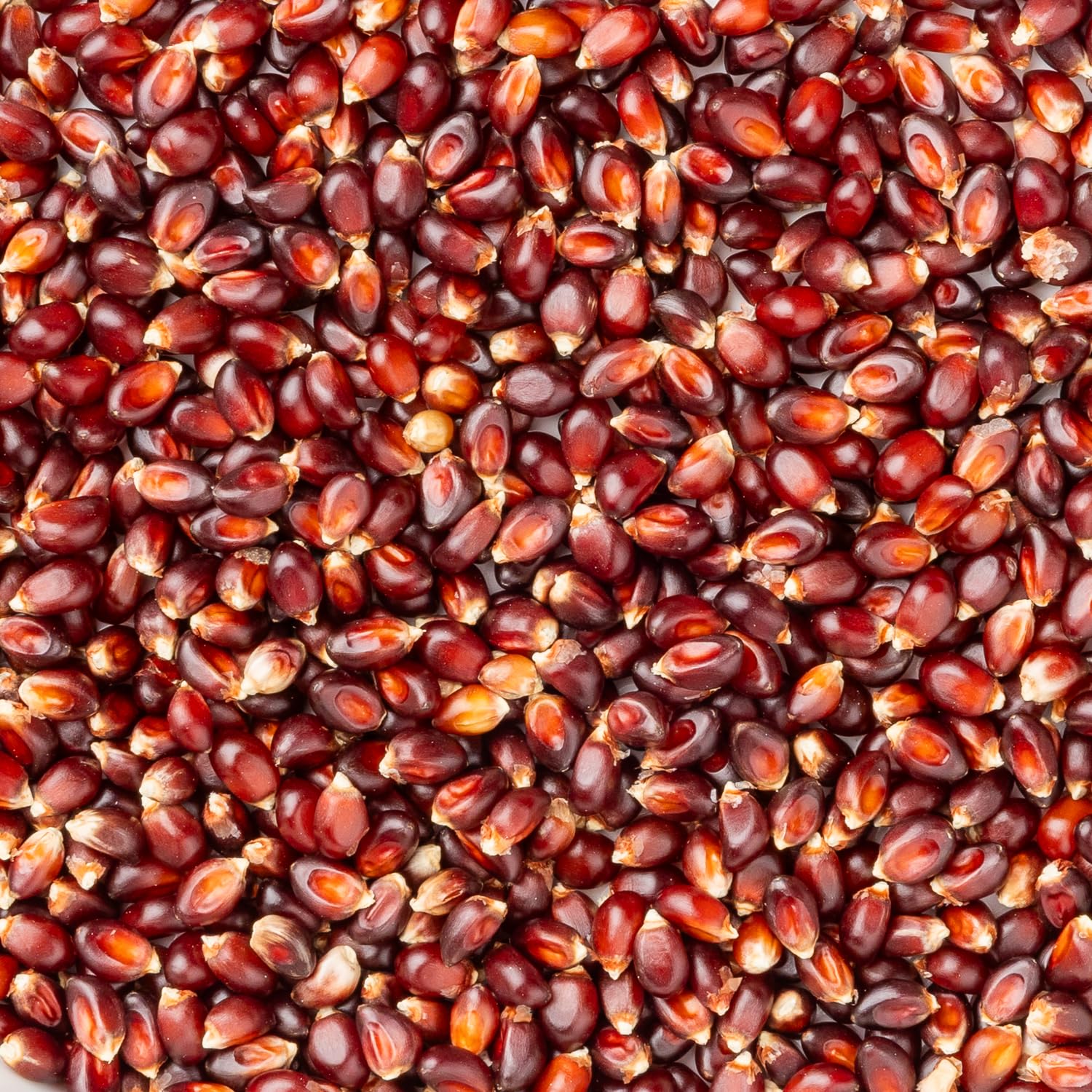 Amish Country Popcorn | 14 oz Bottle | Red Popcorn Kernels | Old Fashioned, Non-GMO and Gluten Free (14 oz Bottle)