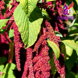 Alebrixes - Honey Amaranth Grain (4 Oz - 110 g) | Amaranto Enmielado - Amaranto con miel | Premium Quality Natural Honey-Infused Amaranth - Calidad