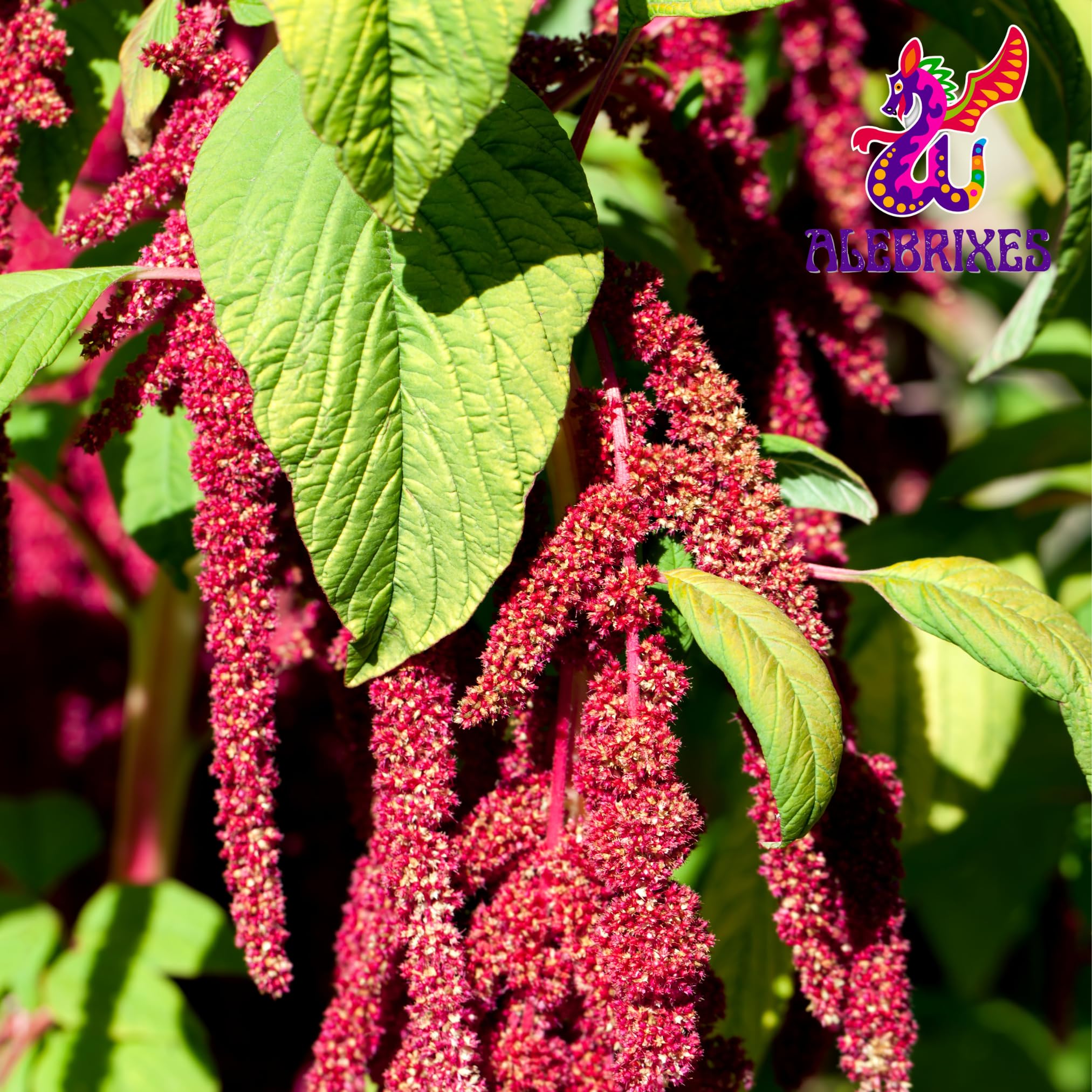 Alebrixes - Honey Amaranth Grain (4 Oz - 110 g) | Amaranto Enmielado - Amaranto con miel | Premium Quality Natural Honey-Infused Amaranth - Calidad