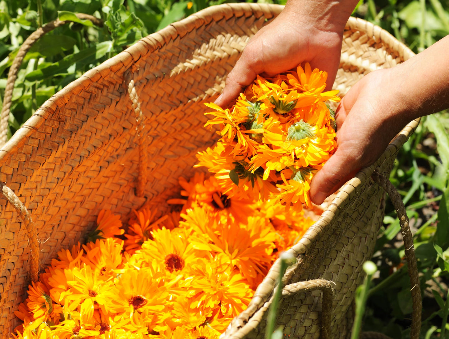 Calendula Petals Edible Flower Sprinkles - Pure Dried Marigold Flower Petals - Vegan | Gluten Free | Non-GMO | No Sugar Added - Net Weight: 0.35oz