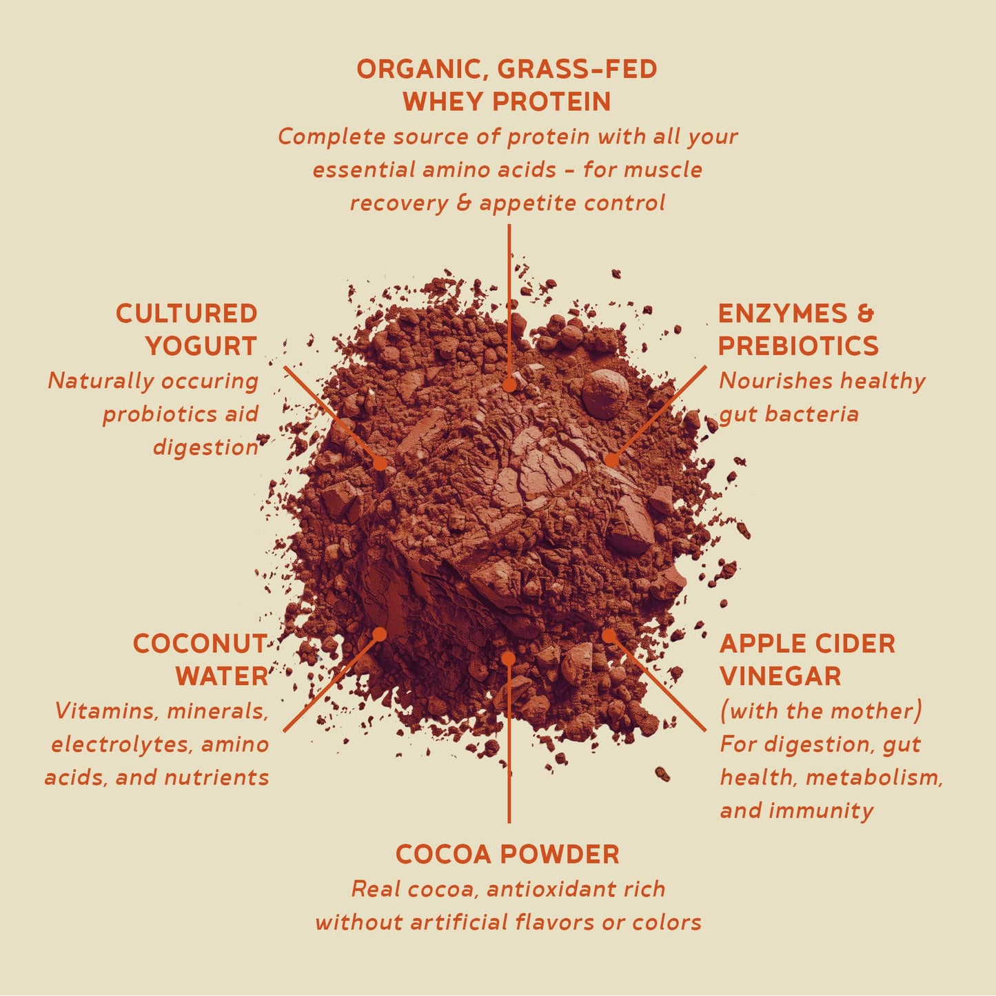 BBfL Grass-Fed Whey Protein Shake - 21g rBGH-Free Protein, Cocoa + Apple Cider Vinegar, Prebiotics, Digestive Enzymes, Supports Gut Health