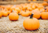 Food to Live Organic Sprouted Pumpkin Seeds, 8 Pounds Non-GMO, Raw Kernels, No Shell, Unsalted, No Oil, Vegan Kosher, Bulk. Keto Snack. High in
