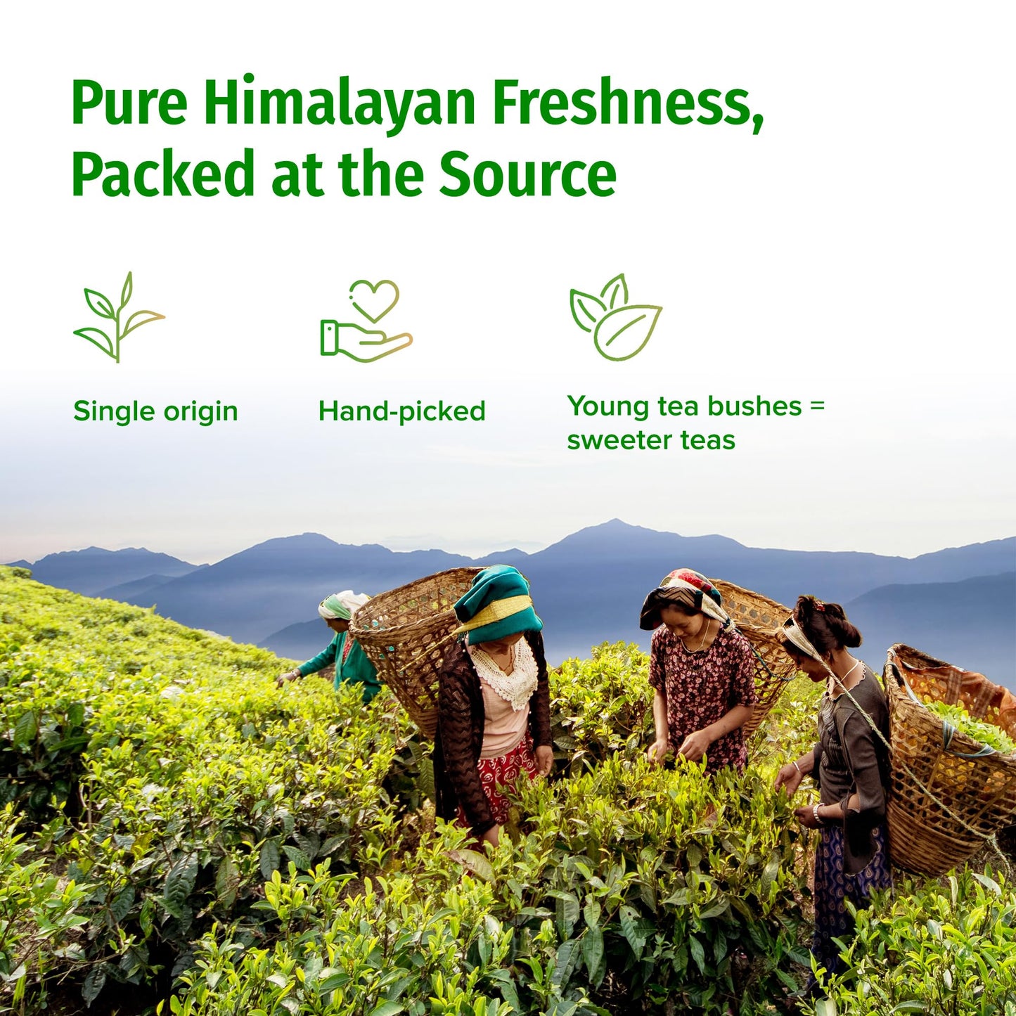NEPAL TEA Organic Green Tea Loose Leaf - From a Family Farm in the Himalayas - Award-Winning Premium Green Tea Leaves Loose Leaf - 3.5oz /100g