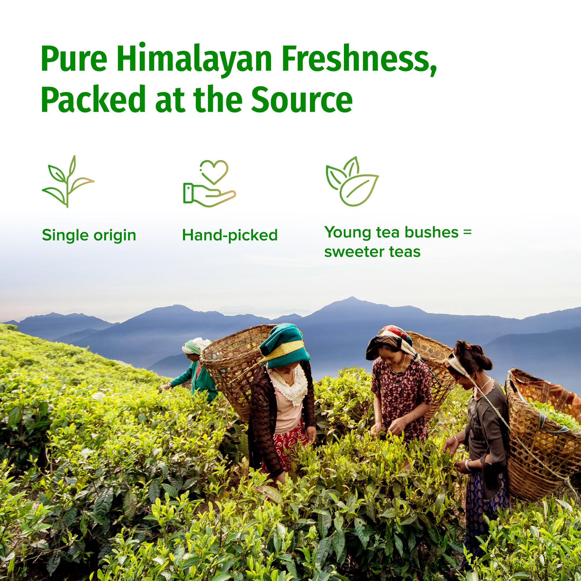 NEPAL TEA Organic Green Tea Loose Leaf - From a Family Farm in the Himalayas - Award-Winning Premium Green Tea Leaves Loose Leaf - 3.5oz /100g