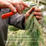 White Pine Needle Tea, Wild-Harvested in Wisconsin | 6.0 oz | 85 Servings | Loose Leaf | Herbal Tea & Medicinal Herbs | Regenerative Farming | Single