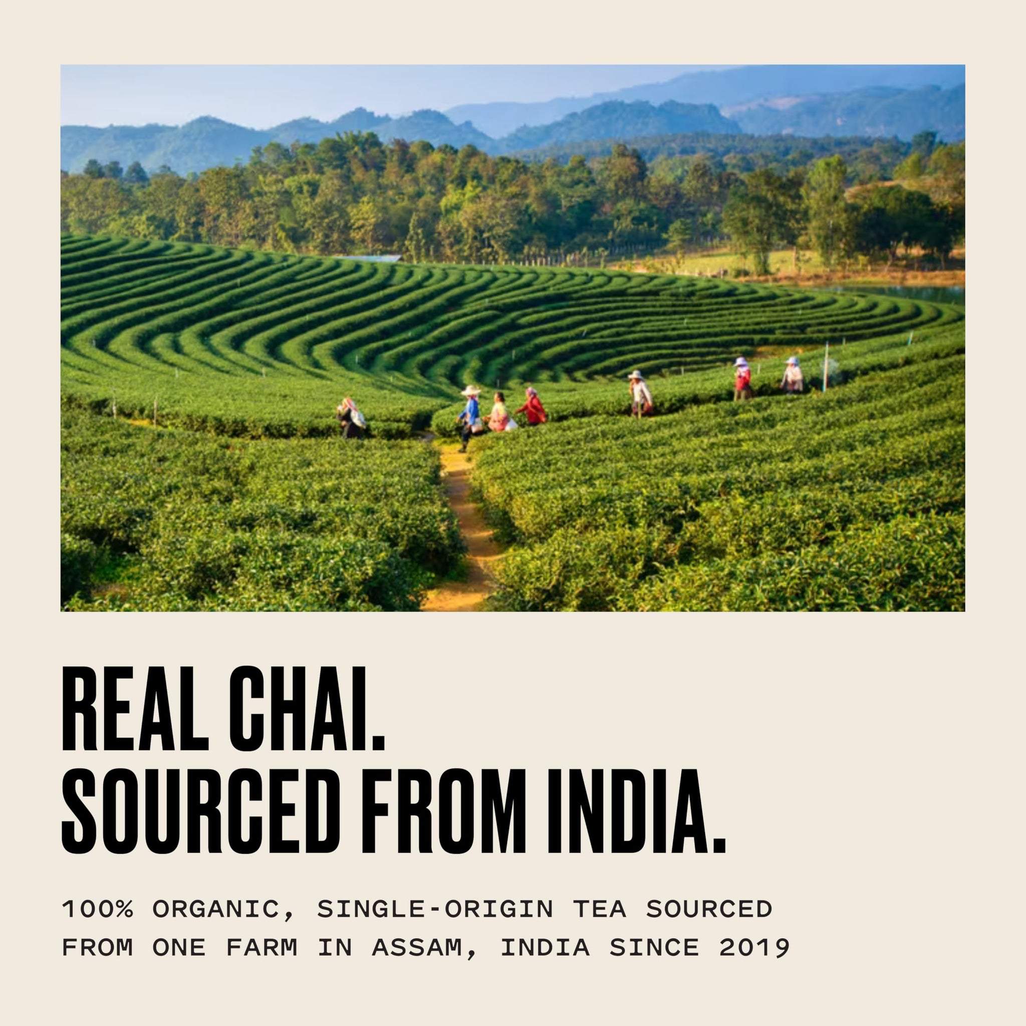 Kolkata Chai - Decaf Chai Tea Bag, 15 Count, Premium Assam Black Tea and Spices, Compostable Tea Bags, Vegan, All Natural