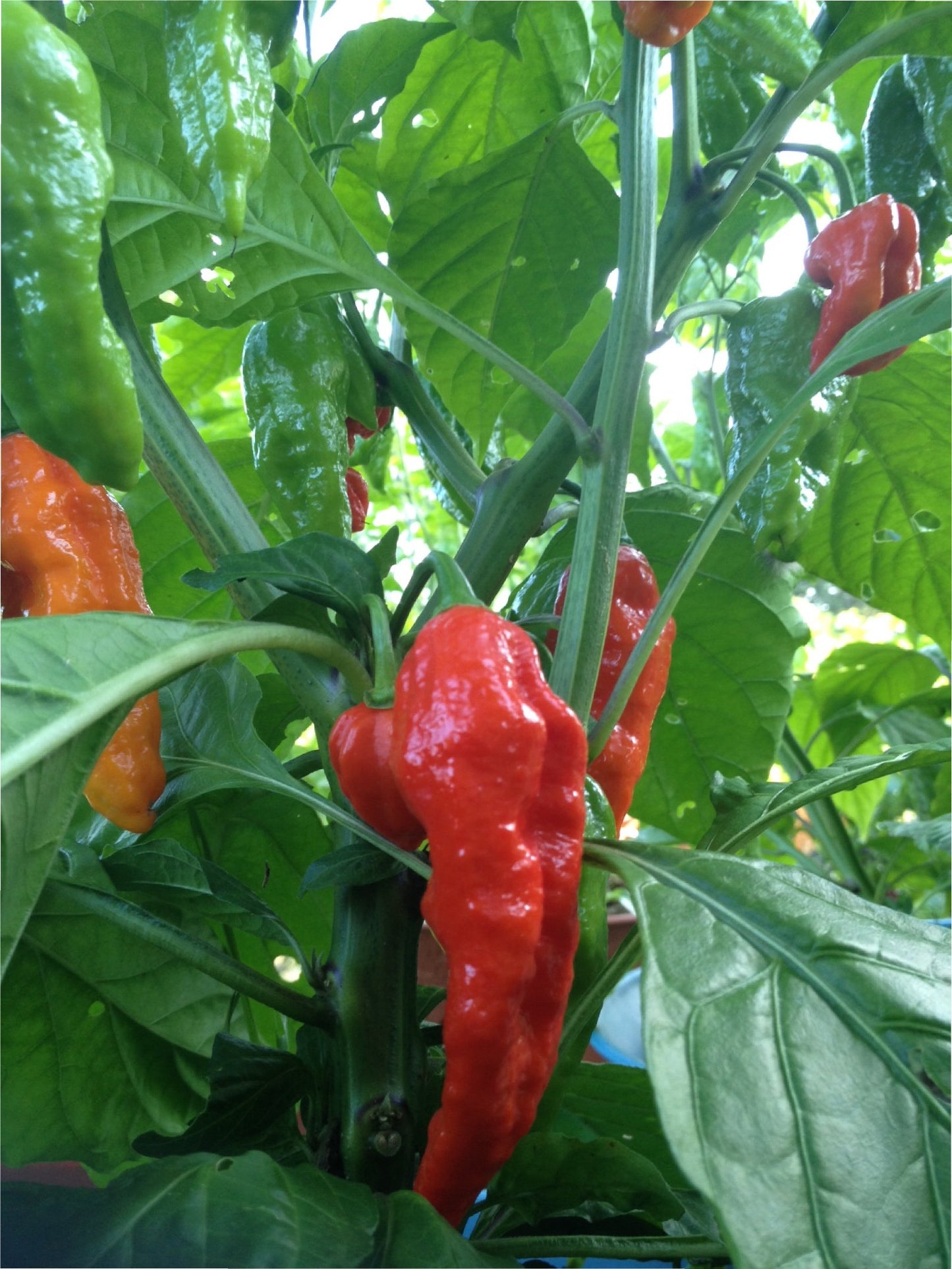 Wicked Tickle Whole Dried Ghost Peppers, 7 Pack (5 + 2 Free), Superhot Bhut Jolokia