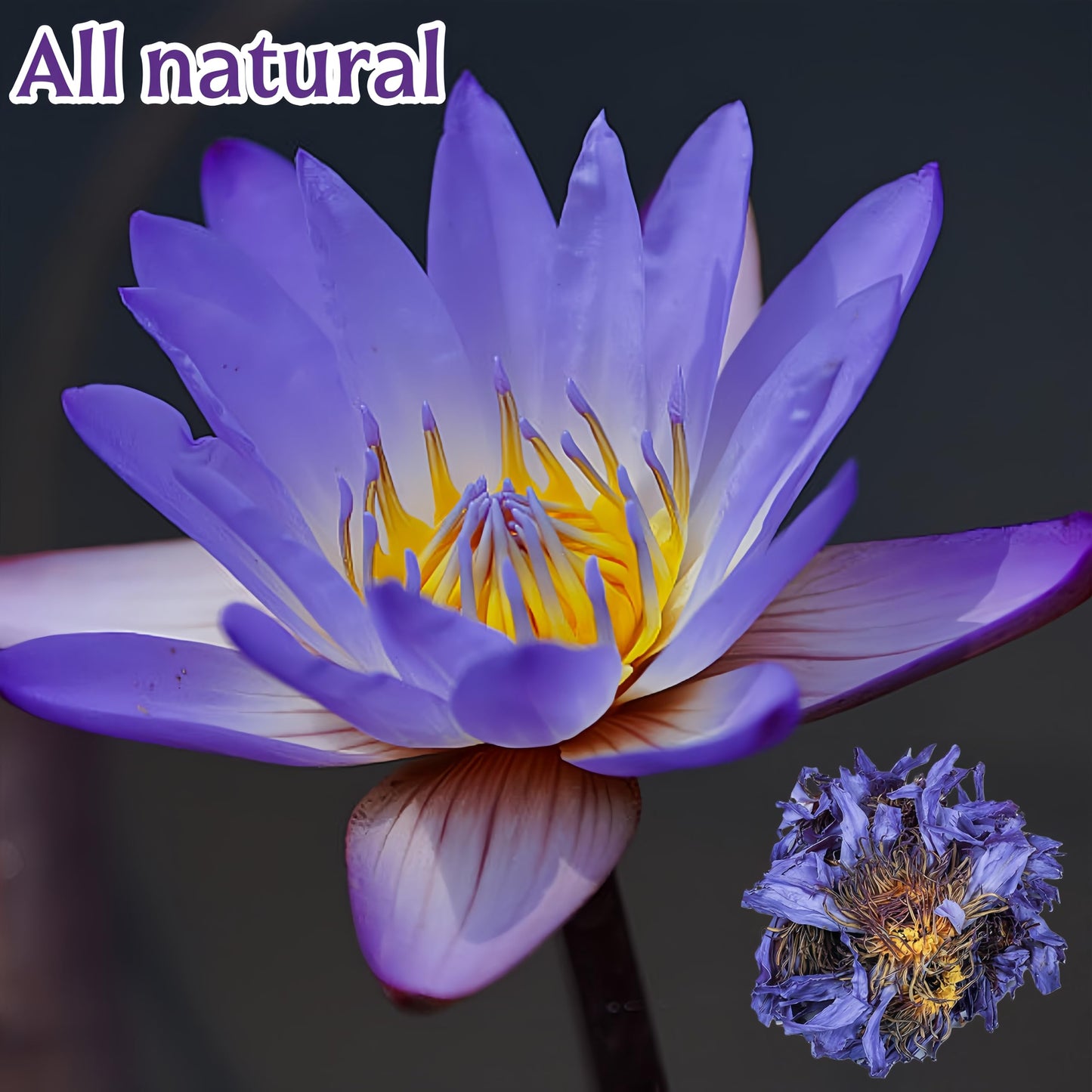 Lotus Flower Tea | Natural Whole Blue Dried Flowers | Caffeine-free - 1 oz
