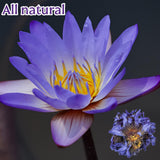 Lotus Flower Tea | Natural Whole Blue Dried Flowers | Caffeine-free - 1 oz