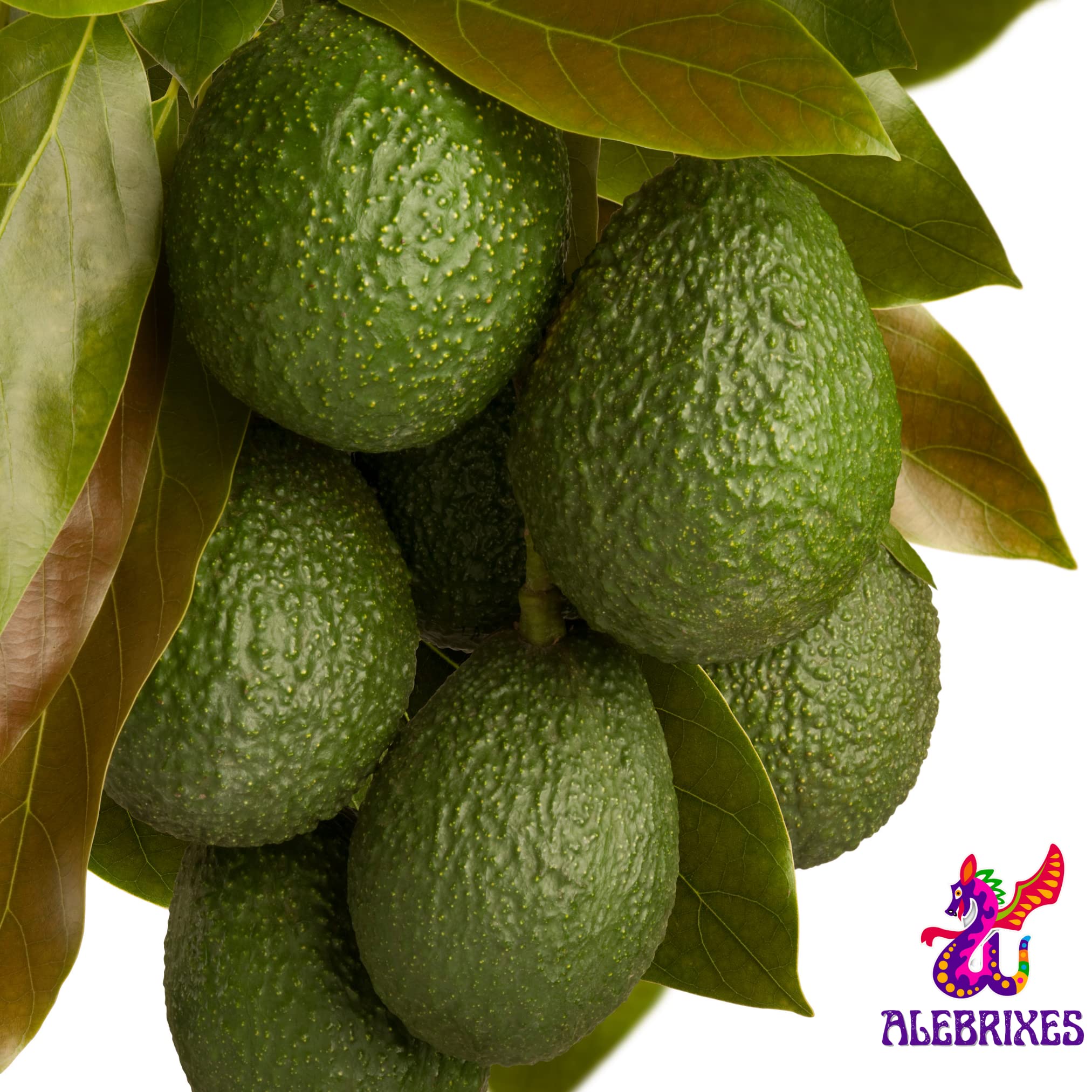 Alebrixes | Avocado Leaves Herbal Tea (50G)| Premium Quality Whole Avocado Leaves Tea | Te Hoja de Aguacate | Wildcrafted.