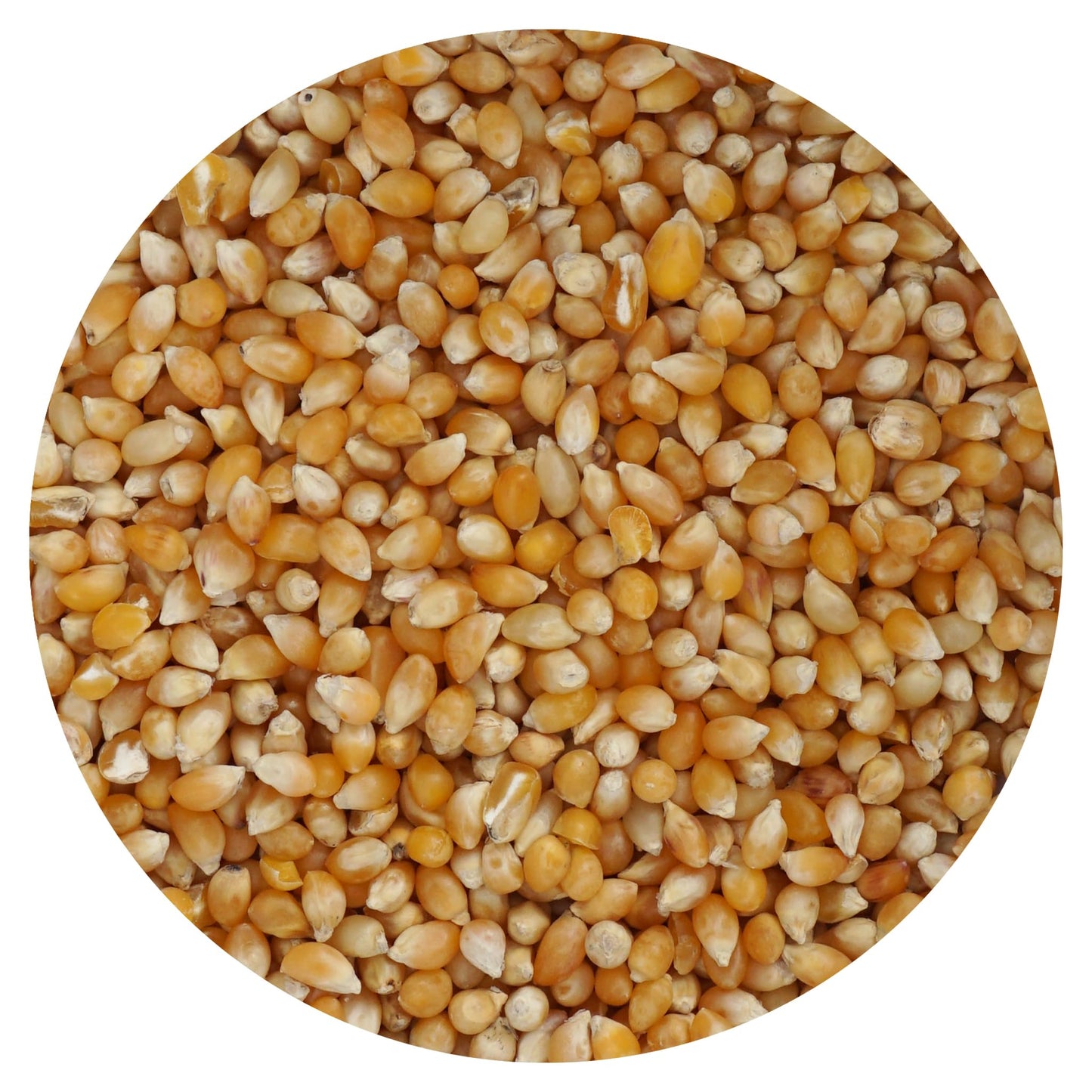 Tiny Kernel Popcorn, 20 Ounce Bulk Bag, Popcorn Kernels For Popcorn Machine, The Hampton Popcorn Company