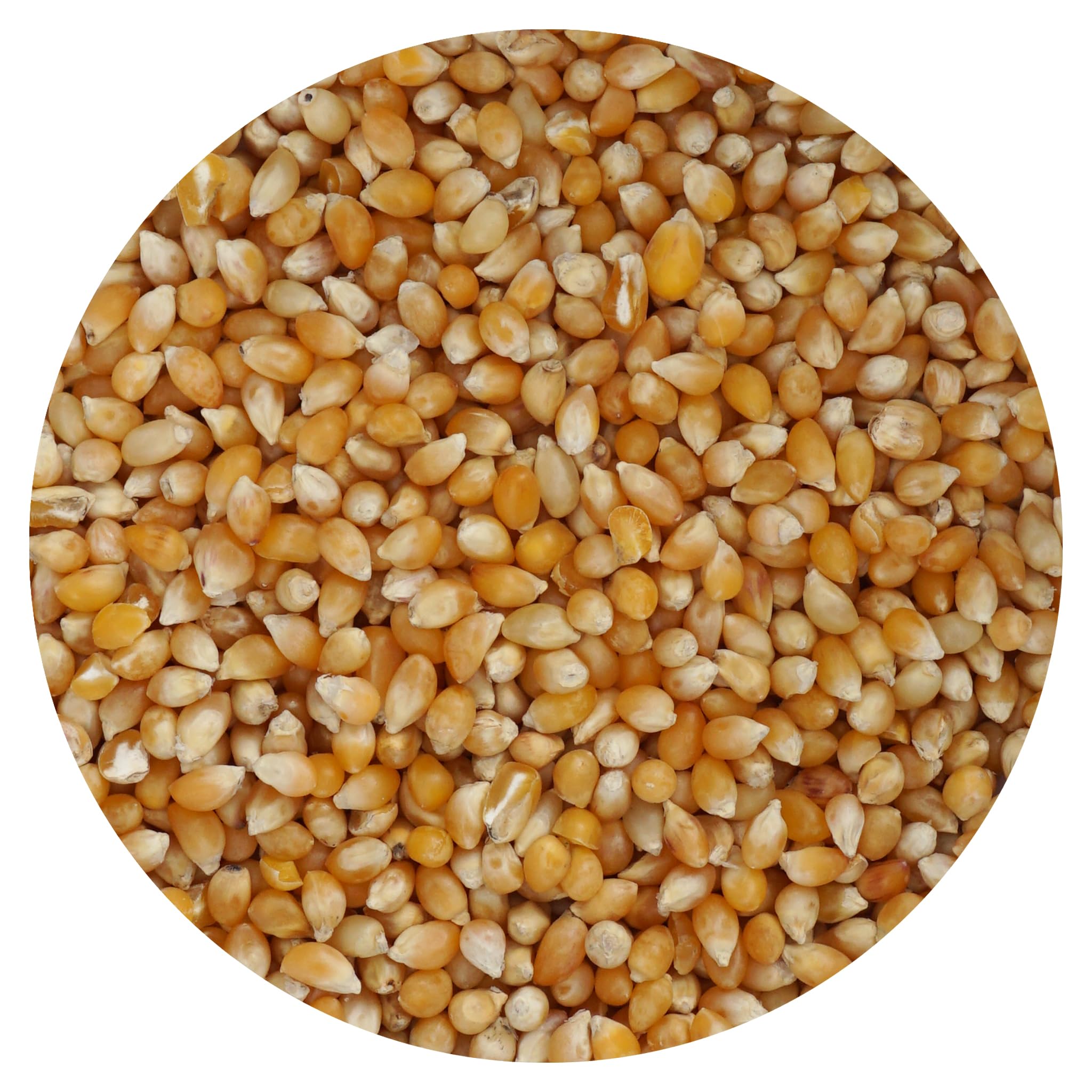 Tiny Kernel Popcorn, 20 Ounce Bulk Bag, Popcorn Kernels For Popcorn Machine, The Hampton Popcorn Company