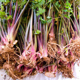 Sustainable Seed Co Organic Red Stalk Giant Celery Seeds 4 Oz Heirloom