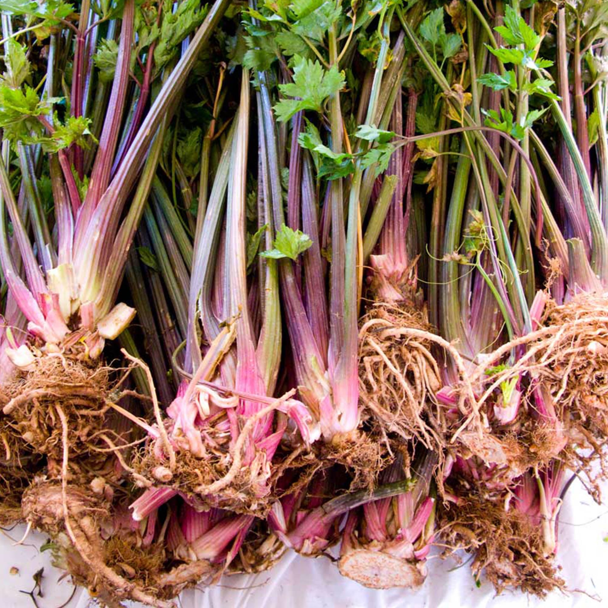 Sustainable Seed Co Organic Red Stalk Giant Celery Seeds 4 Oz Heirloom