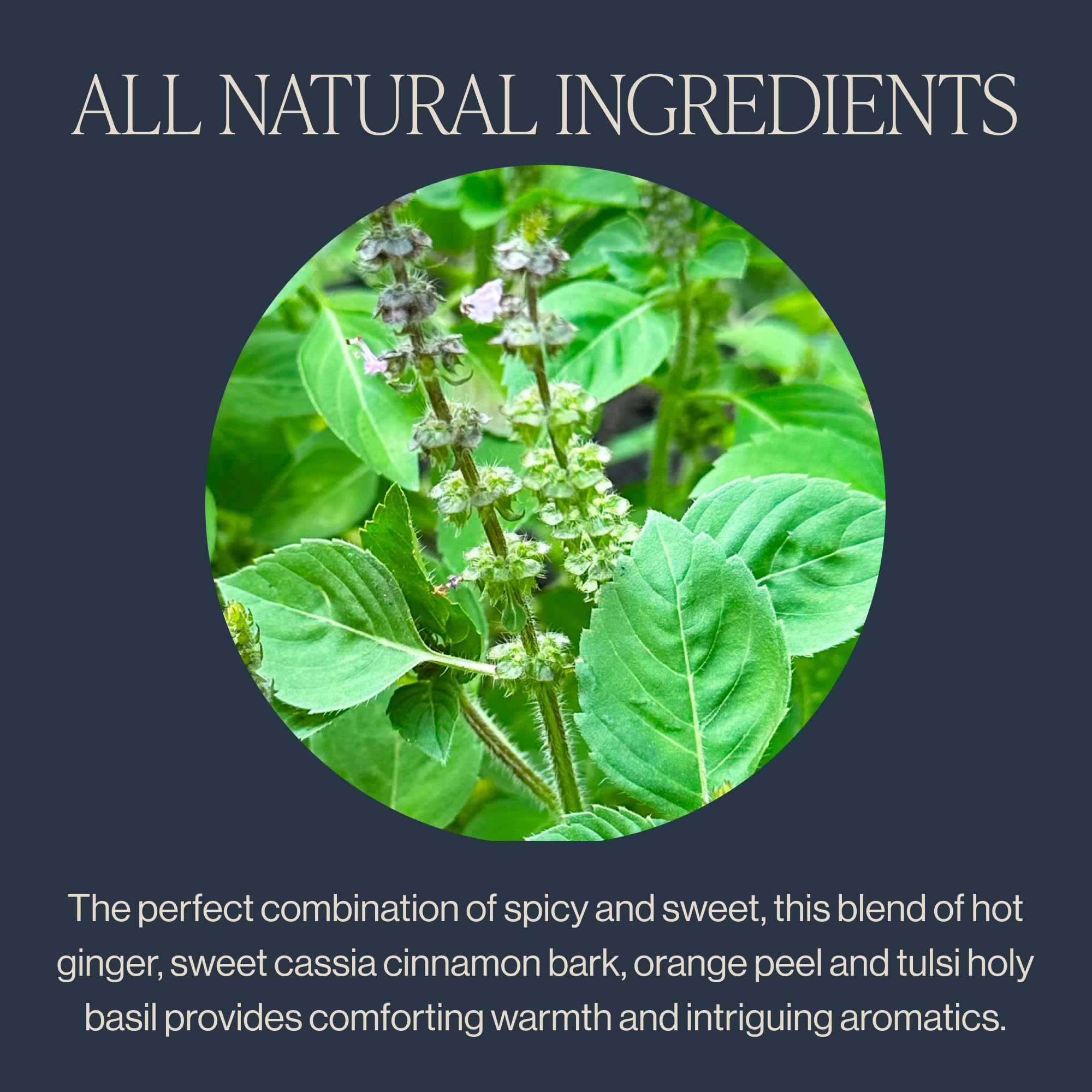 Rishi Tea Cinnamon Tulsi Spice Herbal Tea - Organic, Caffeine Free Sachet Bags, Warming & Naturally Sweet Botanical Blend - 15 Count (Pack of 1)