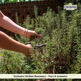 Whole Rosemary Bunch, 1.4 oz (40 g), Rosemary Stems, Fresh Grown in the Mountains of Sicily, Italian, Sicilian Dried Rosemary Leaves, Herb Spices