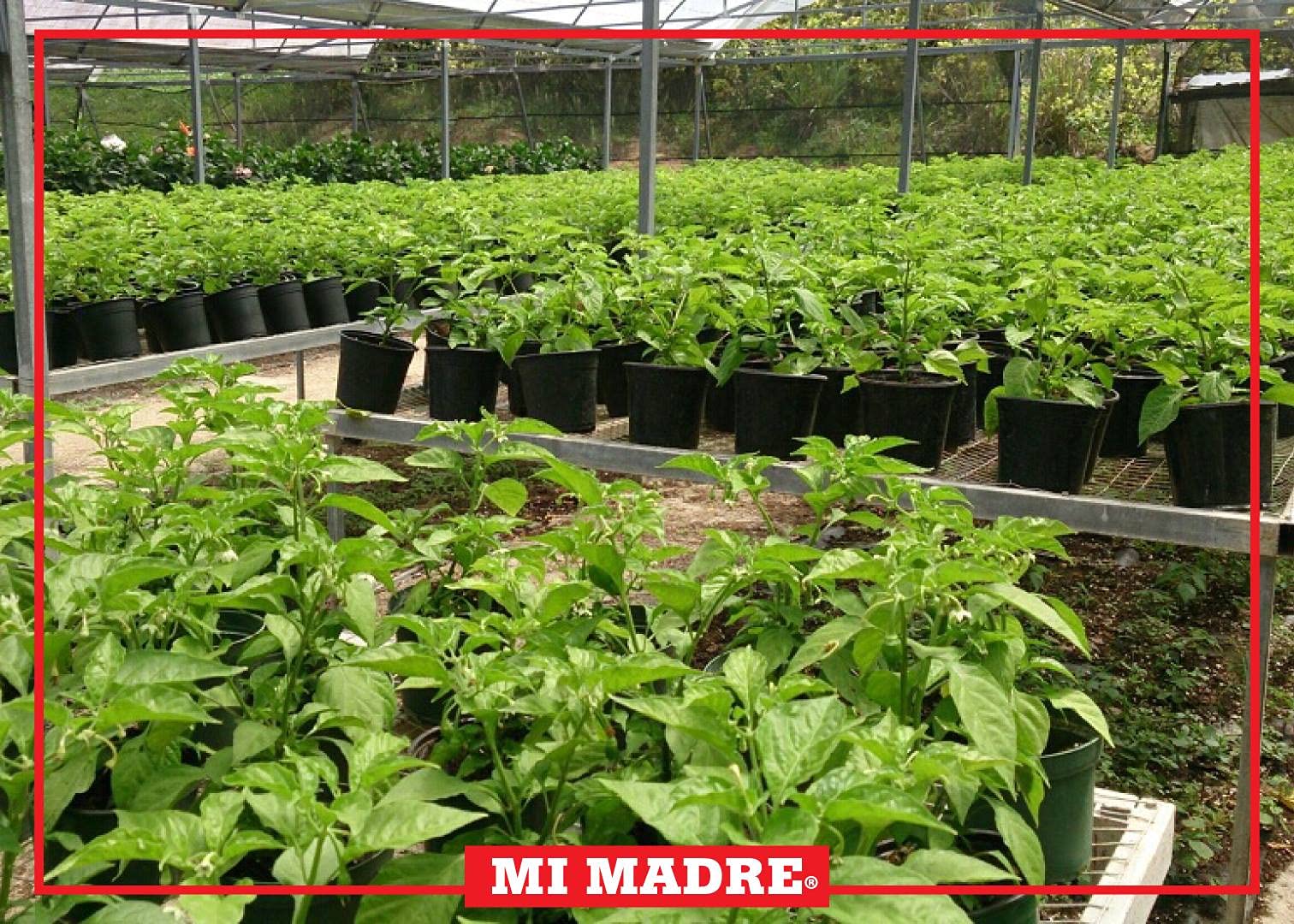 Mi Madre Tomato Based Hot Sauce, Handcrafted in Puerto Rico, 100 Percent Natural, 5 Ounce (Pack of 12)
