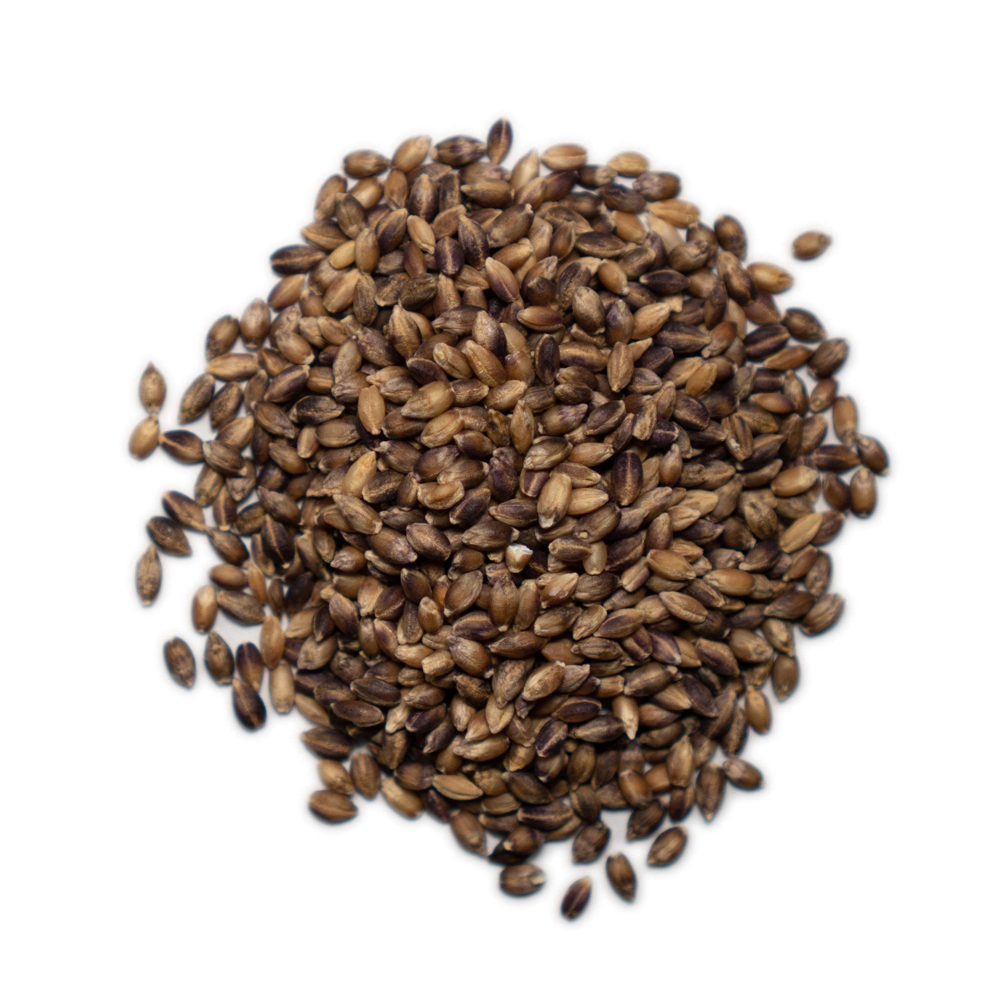 1000 Springs Mill - Organic Purple Barley | Used for Cereals, Salads, Whole Wheat Bread, Fresh Barley Flour, Sprouting Seeds, and more | Bulk Dried