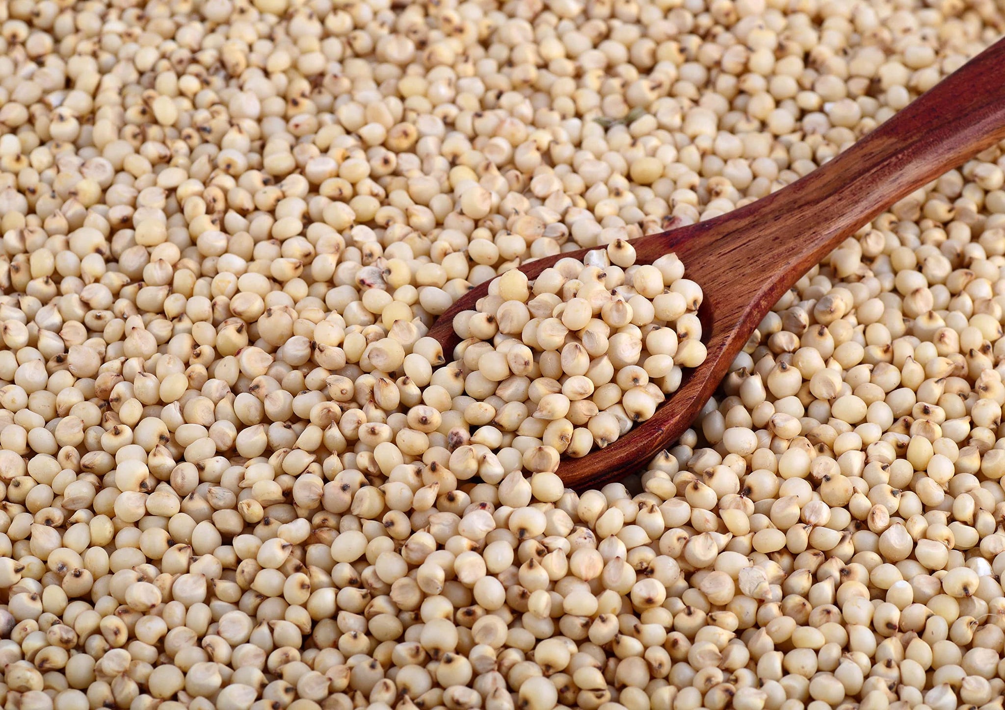 Food to Live Gluten Free Organic Whole Grain Sorghum, 1.5 Pounds - Non-GMO White Groats. Raw Milo Seeds. Vegan, Bulk Broom-corn. Durra is Great