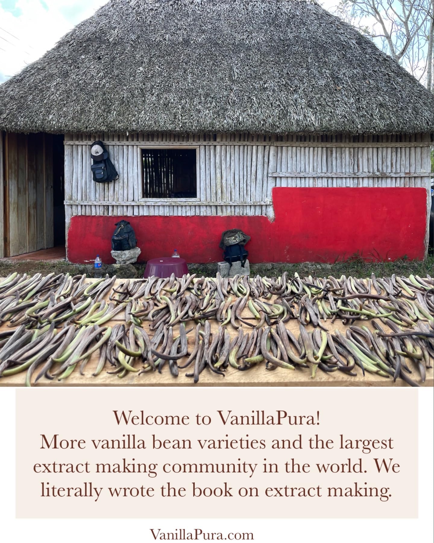 Mexican Veracruz Vanilla Beans - Gourmet Grade A - Vacuum Packaged - For At-Home Vanilla Extract Making, Brewing & For Use in Baking (1)