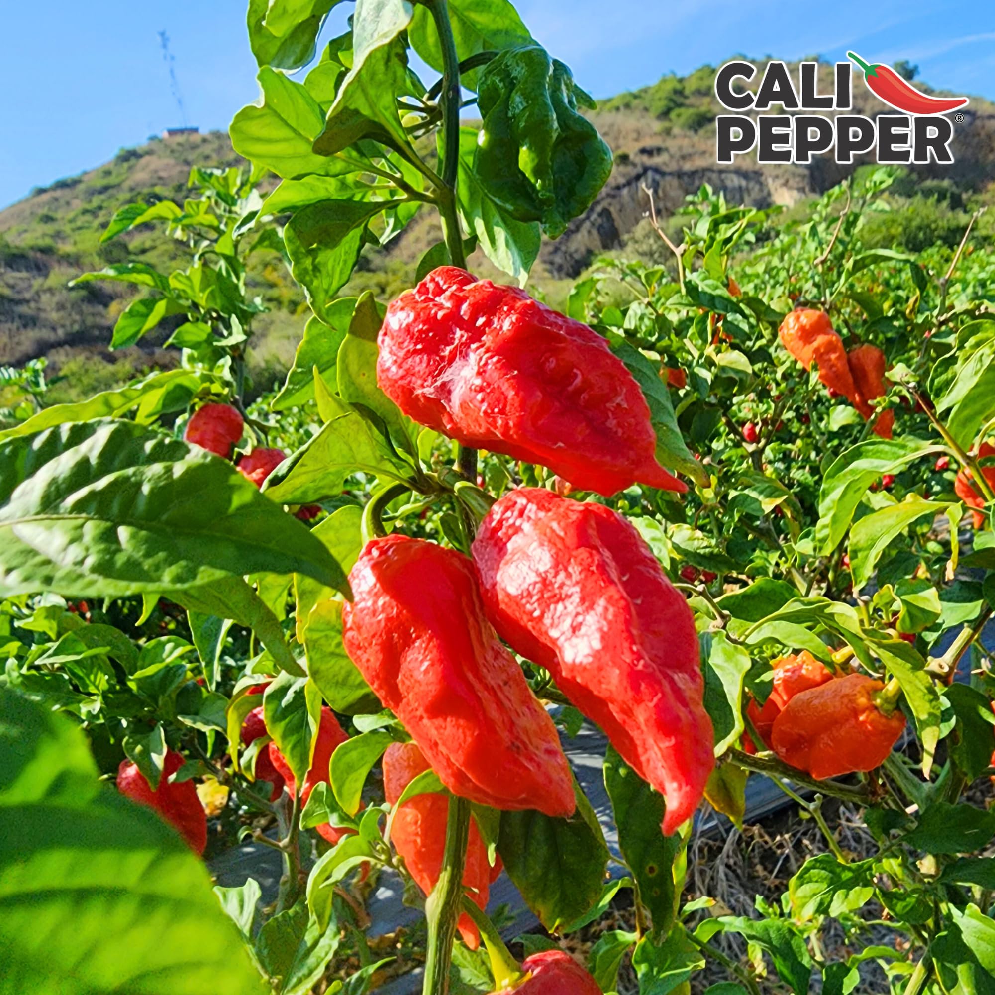 Cali Pepper Ghost Pepper Hot Sauce - Very Hot Chili Sauce Made from Aged Ghost Pepper - Over 130,000 SHU - Squeeze Bottle 8.4 fl oz