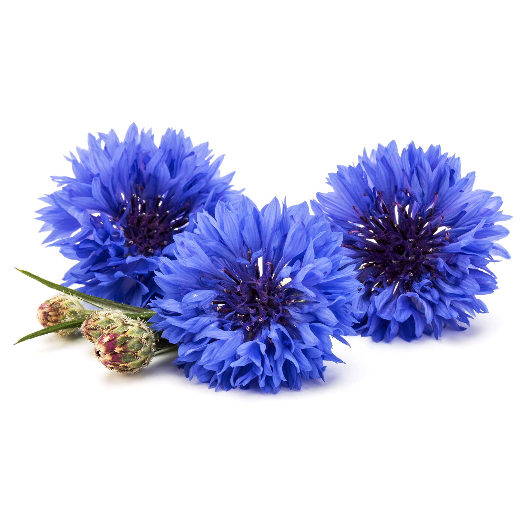 Pure Blue Cornflower Petals - 100% Natural Centaurea cyanus - Dried, Grown in Germany Herbal Cornflower Flowers for Cupcakes, Lattes, Tea Blends, Bath