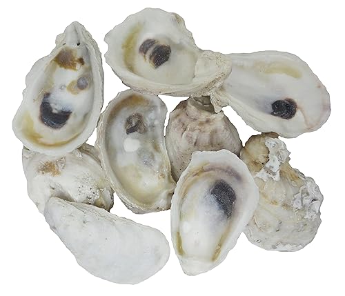 U.S. Shell Oyster Shells, 2" to 3"
